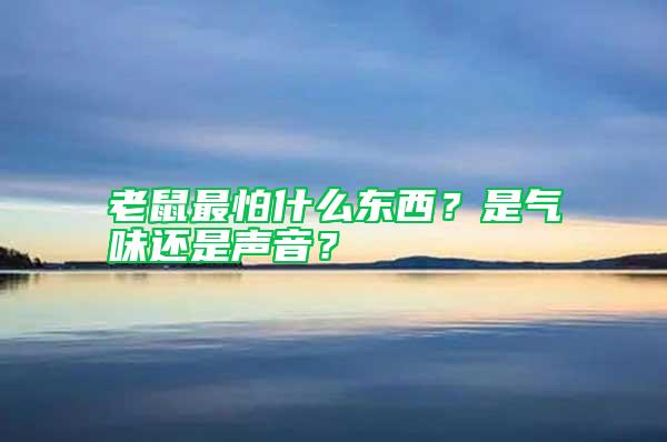 老鼠最怕什么东西？是气味还是声音？