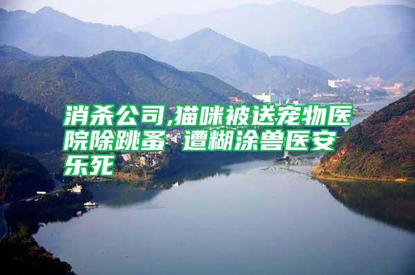 消杀公司,猫咪被送宠物医院除跳蚤 遭糊涂兽医安乐死