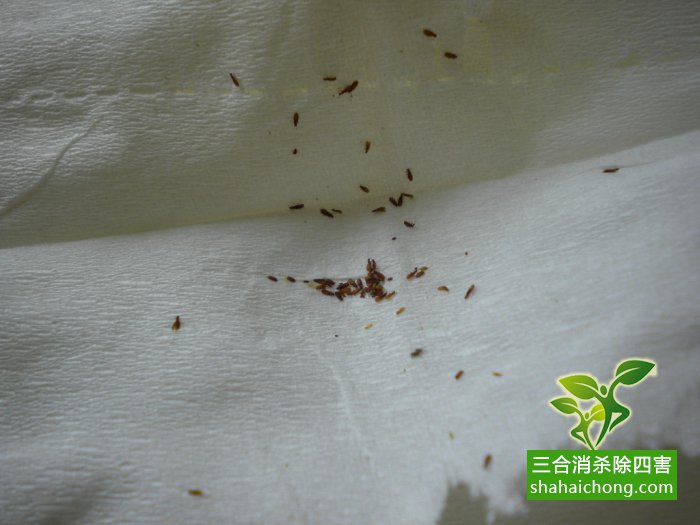 向自然界提供能量转化的物质)源不断的产生出非常多的后代,那么,虱子
