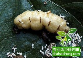 深圳白蟻防治：樟樹被白蟻損害的防治辦法
