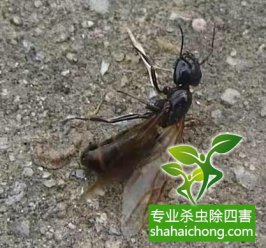 深圳白蟻防治公司 白蟻繁殖季 家有蟻患盡快滅治