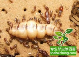 深圳白蟻防治公司的殺蟲業務范圍