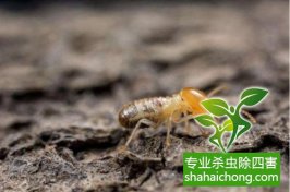 深圳白蟻防治-白蟻食客