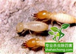 深圳白蟻防治公司    介紹白蟻的危害