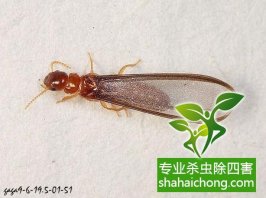 深圳白蟻防治的主要方法